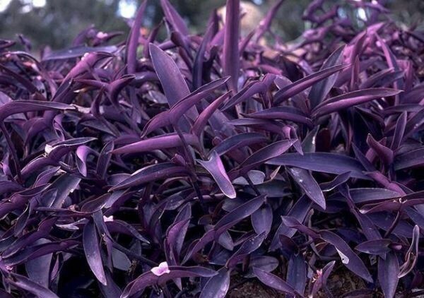 1 Gallon Purple Heart Wandering Jew - Tradescantia | eBay