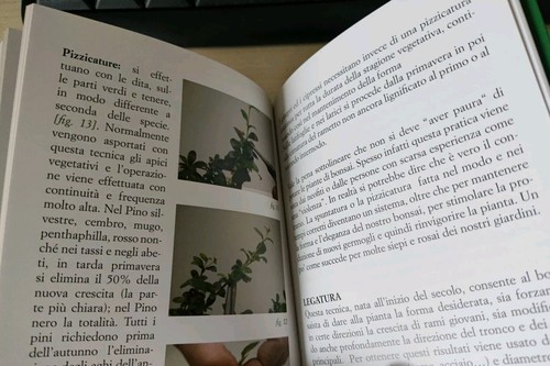 Alla scoperta Del Meraviglioso Mondo Dei Bonsai - Foto 6 di 6