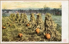 Berkshire Hills MA Pumpkins Cornstalks Massachusetts Postcard