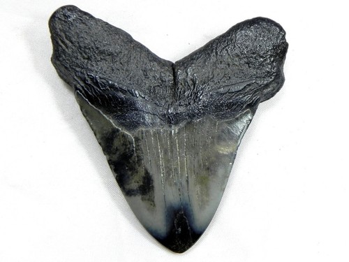 3 1/8 Inch Polished Fossil Megalodon Sharks Tooth Sharks Tooth Teeth Miocene - Picture 3 of 3