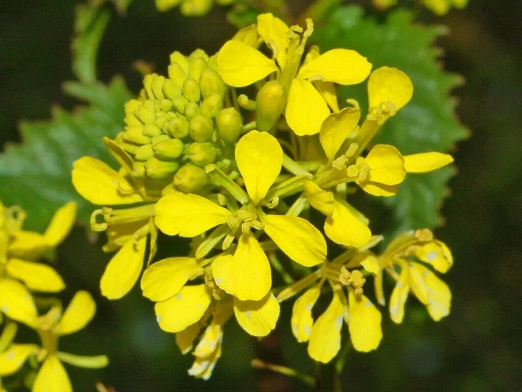 Sinapi Mustard