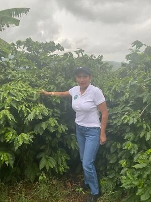 BLUE MACAW COFFEE ROASTERS GUATEMALA ANTIGUA DARK ROASTED COFFEE BEANS 5 POUNDS IN 1 POUND BAGS