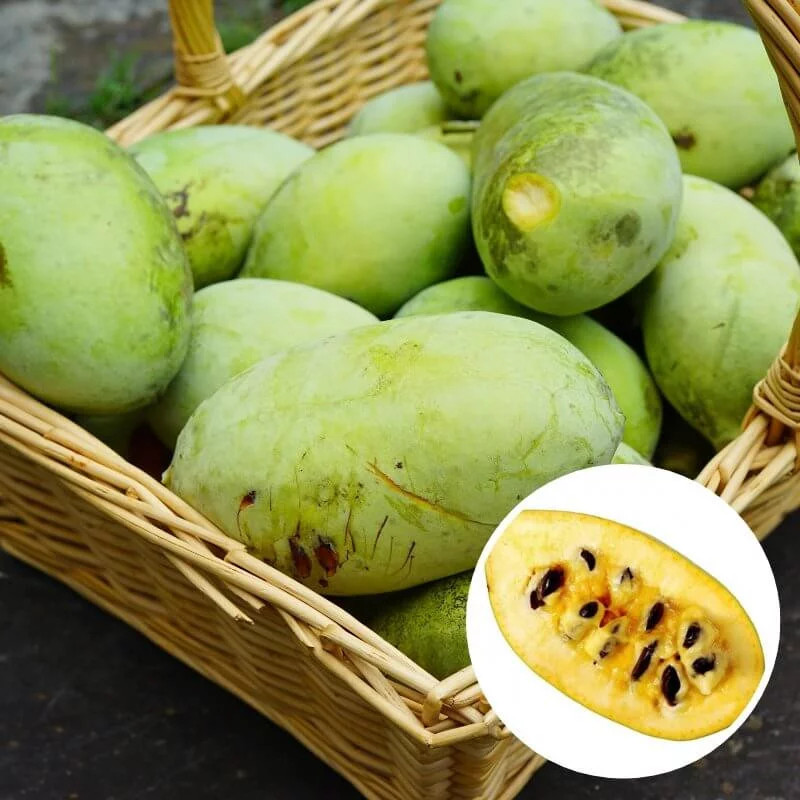 Asiminier Prolific PawPaw : produire des fruits tropicaux en climat froid