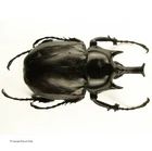 Megasoma janus argentinum - M, Very rare! BIG 86mm, A2
