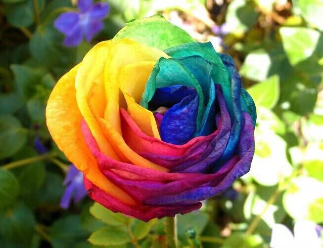 20 EXOTIC RARE RAINBOW ROSE SEEDS garden flower plant bush diy Rosas hybrid tea