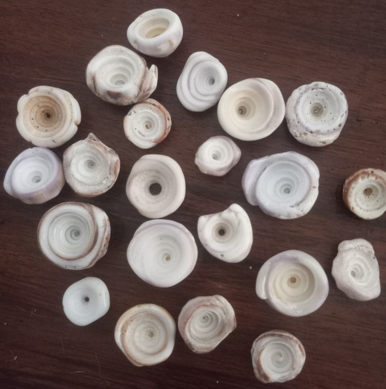 PUKA SHELLS 22 MED/LG  HAWAIIAN seashells from MAUI south shore