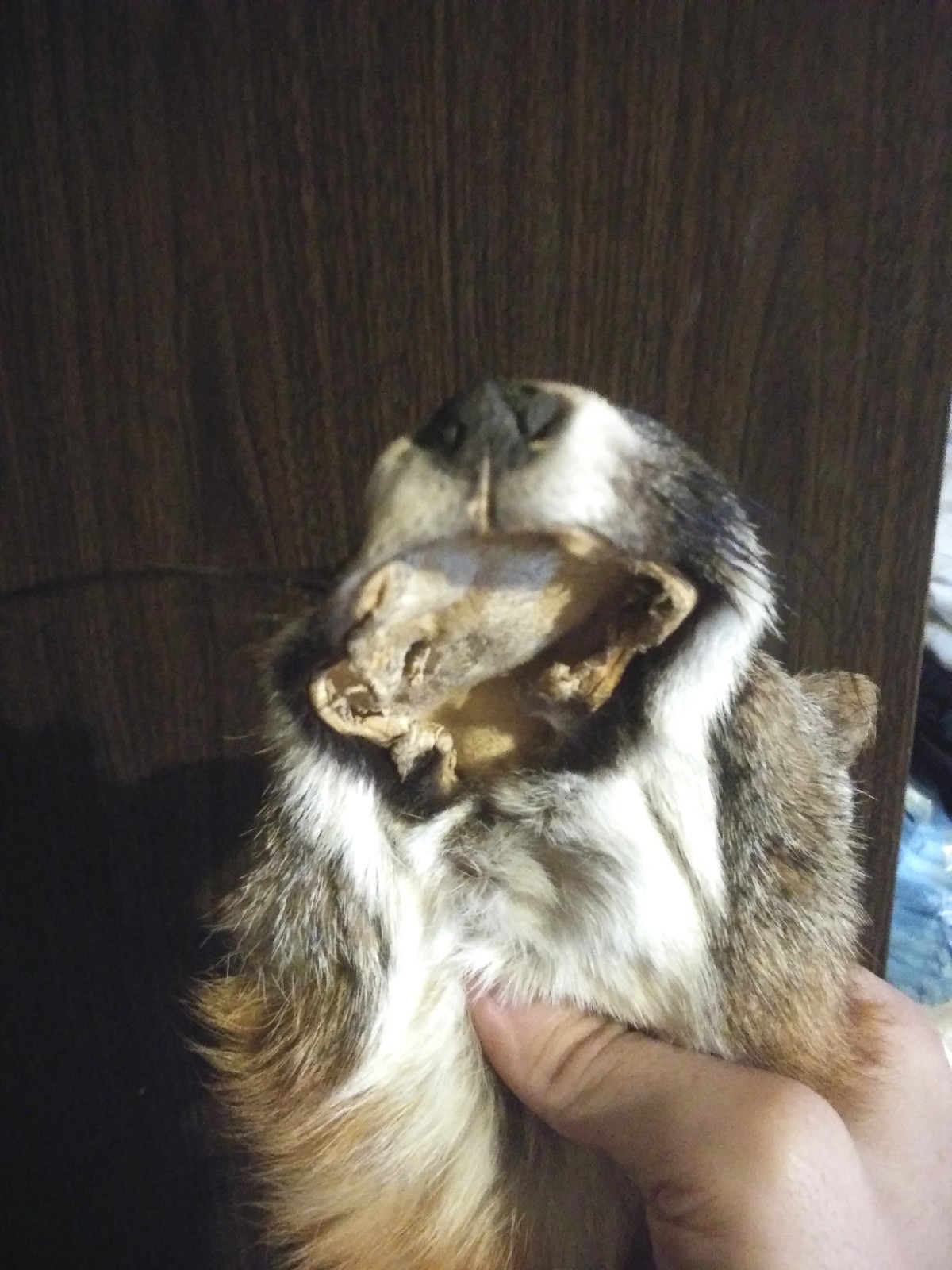 Huge 47 Inch Tanned Gray Fox Hide Taxidermy Beautiful Pelt Super Soft Fur