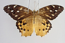 N32149. Insects, butterflies: Nymphalidae sp. North Vietnam.