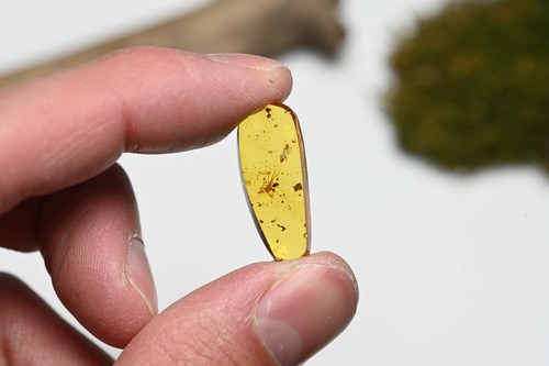 Unusual cricket like insect - Fossil Insect Inclusion in Burmese Amber - 第 5/8 張圖片