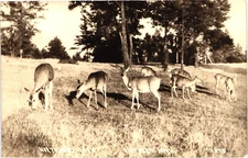North Woods Deer Herd Northern Michigan RPPC Real Photo Postcard 1930-40s