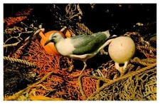 Postcard ANIMAL SCENE Cape Cod Massachusetts MA o/19 AT4214