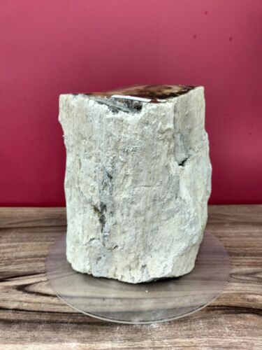 Beige brown opalized petrified wood polished 3565gr 462 - Picture 3 of 10