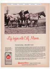 Carnation Albers For Foals and Mares Equine 1971 Vintage Print Advertisement