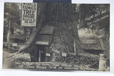 Vintage RPPC - Real Photo Postcard - The Tallest One Room Tree, Redwood HWY, CA