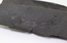 Fisch, Palaeoniscum freieslebeni, Perm, Kupferschiefer, Eisleben, BRD -f223