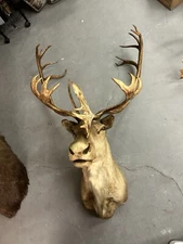 Deer Head Taxidermy – From Ray “Crash” Corrigan’s Restaurant - READ DESCRIPTION!