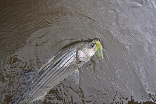Paquete de 6 Streamer Streamer Agua Salada Rayas Flounder Pelota de pesca Moscas Señuelo para moscas - Imagen 10 de 10