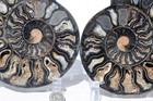 Large Black Ammonite Pair NICE Crystals 110myo Dino age Fossil 170mm 6.6" 9565ee — photo 5