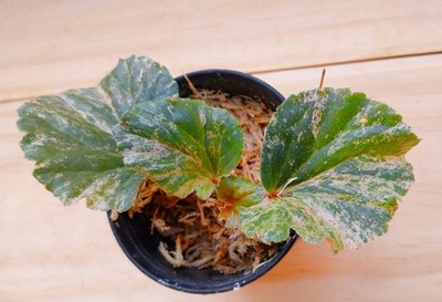 Begonia cucullata sp pink Variegated