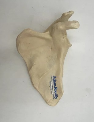 Somso QS18 Scapula Bone Anatomical Model Life Size Realistic QS 18
