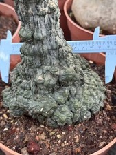 RarePlant Cacti Adenia stylosa redleaf Boutique Garden seedgrowth WYSIWYG  12CM