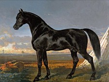 Black Horse Accent Tile Mural Kitchen Bathroom Wall Backsplash 8x6