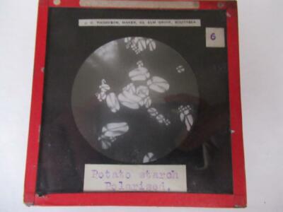 Potato Starch  Microscope image Magic Lantern Slide see full listing page