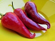 Kalugerista  a spicy and delicious pepper from Macedonia