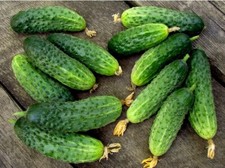 Cucumber se ds, 500 cucumber Parisian Cornichon se ds heirloom SW959 TRACK N