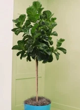 Fiddle Leaf Fig Tree Live Plant Ficus Bambino Tree Form Single 20-27" Potted