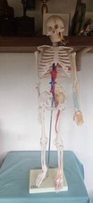 SCHELETRO UMANO MODELLO ANATOMICO CON SUPPORTO MODERNARIATO