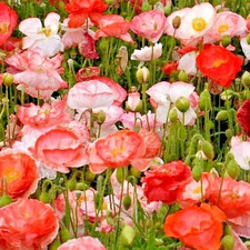 20,000+ Mixed Doubles Shirley Poppy Seeds Organic, Stratified, Non-GMO Seeds