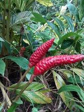 10 Shampoo Ginger Rhizomes, Zingiber Zerumbet, Awapuhi Plant, Free shipping!