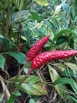 10 Shampoo Ginger Rhizomes, Zingiber Zerumbet, Awapuhi Plant, Free shipping!