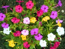 seeds flower four o'clock flower