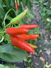 25 Calibrian Pepper Seeds  USA Grown     100 Organic 