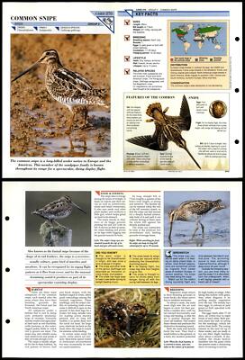 Common Snipe #270 Birds Wildlife Fact File Fold-Out Card