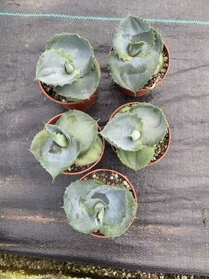 Agave marmorata Raresucculent plant Garden Décor Boutiqu 6-8cm