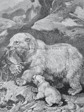 c1894 Antique Bear Print POLAR BEAR & PREY Royal Natural History by Lydekker