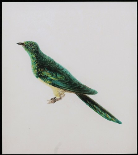 Old Master Drawing Watercolor Bird Exotic Green Ornithology Verdin Jungle Cock - Picture 4 of 6