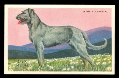 1940s Irish Wolfhound Card Kellogg s Cereal F273-6  Dog Trading Shredded Wheat