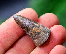 SALE....BIG RARE Crocodile tooth CROCODYLUS SP! 35MM / 3.5CM , INDONESIA ! #18