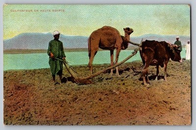 Postcard - Cultivateur En Haute Egypte, Camel Yoked To Plow, Egypt
