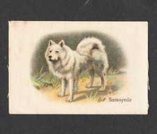 VINTAGE B.A.T COMPANY BEST DOGS OF THEIR BREED SILK CIGARETTE CARD - SAMOYEDE