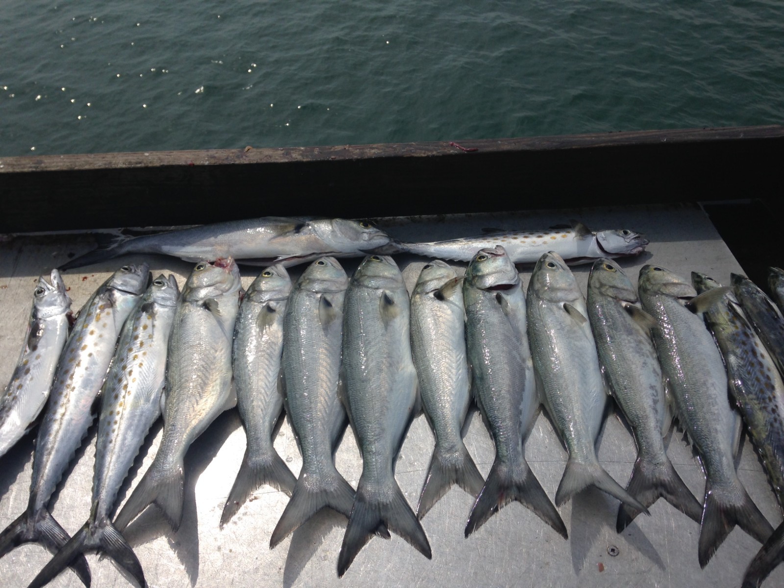 10 or 25 Surf Fishing Rigs, Pier Rigs, Boat Rigs, Pompano Whiting Snappers Spots