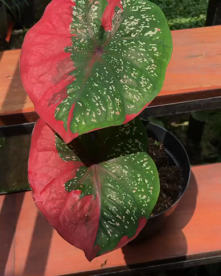 Caladium Red Baret bulbs + Phytosanitary (no monstera no Caladium Red Baret bulbs + Phytosanitary (no monstera no