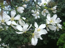 Hardy Lemon, Japanese Bitter Orange, CITRUS TRIFOLIATA, 3 seedlings in ONE pot