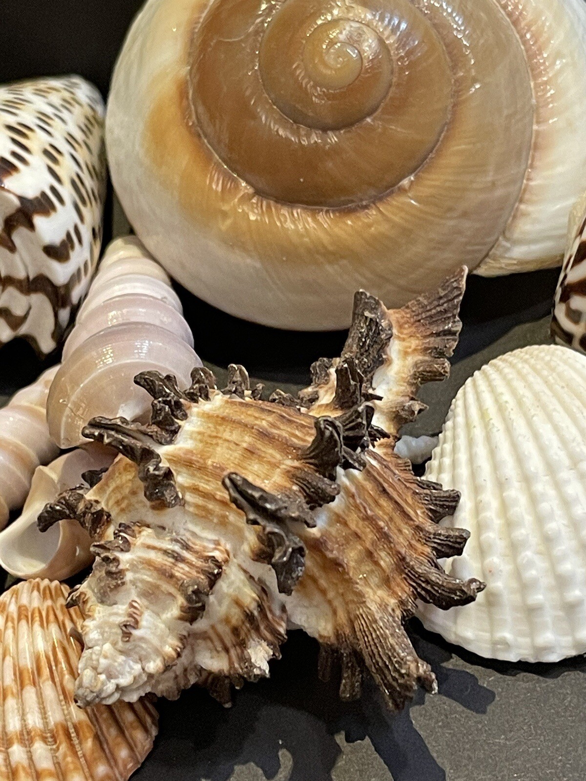 Seashell Lot Multicolored Nautical Ocean Assorted Decorative Natural