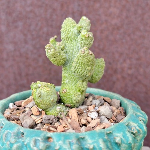 Pseudolithos Caput-Viperae - Snake's Head - Viper's Head - Rare Succulent - Picture 2 of 9