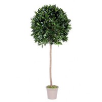 Artplants Deko Kirschlorbeer Kugel Jurotschka, FrüChte, 150Cm, Ø55Cm